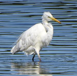 Great Egret