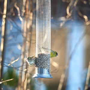 Eurasian Siskin