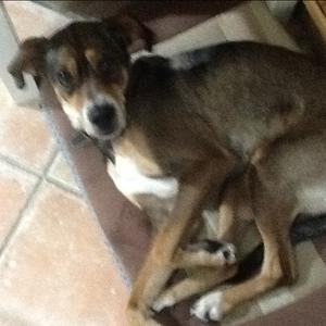 Unknown Breed