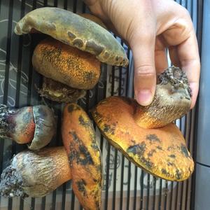 Lurid Bolete