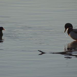 Mallard