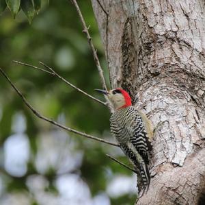 West Indian Woodpecker