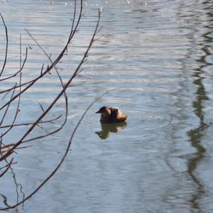 Little Grebe