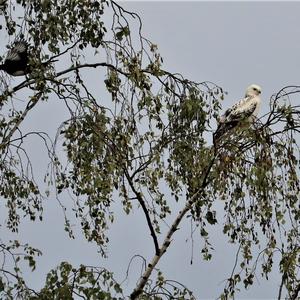 Mäusebussard