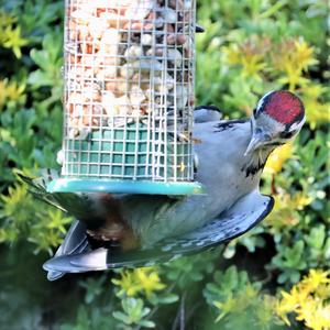 Great Spotted Woodpecker