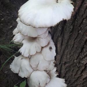 Oyster Mushroom