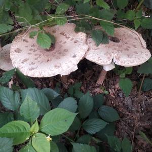 Parasol Mushroom