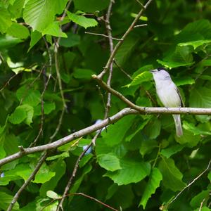 Blackcap