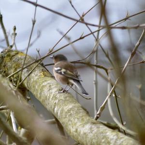 Eurasian Chaffinch