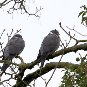 Common Wood-pigeon