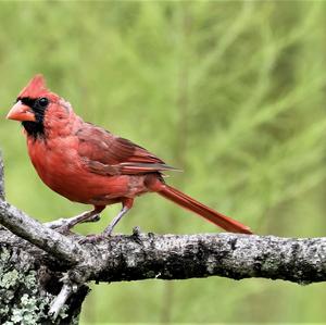 Northern Cardinal