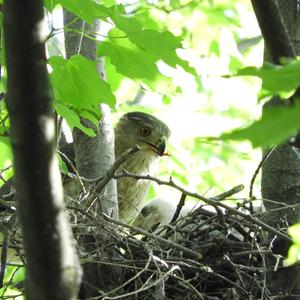 Cooper's Hawk