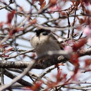 Eurasian Tree Sparrow