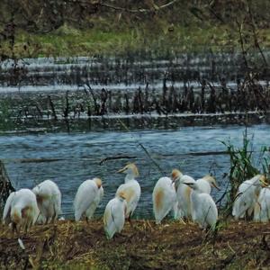 Cattle Egret