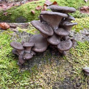 Oyster Mushroom