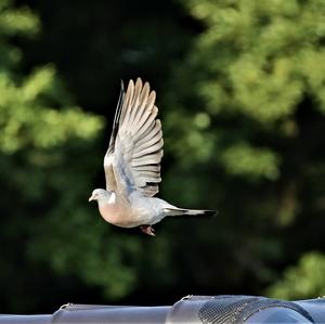 Common Wood-pigeon