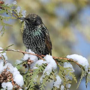 Common Starling