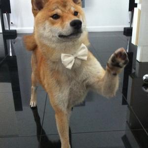 Shiba Inu