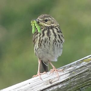 Wiesenpieper