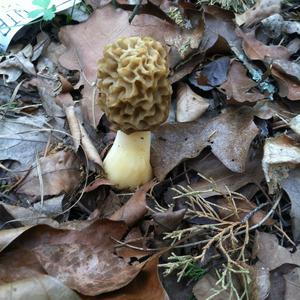 Yellow Morel