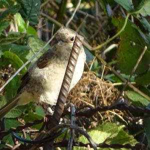 Red-backed Shrike