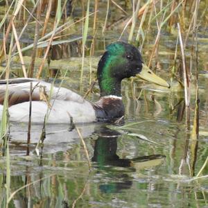 Mallard