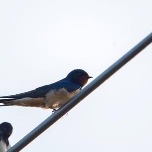 Barn Swallow