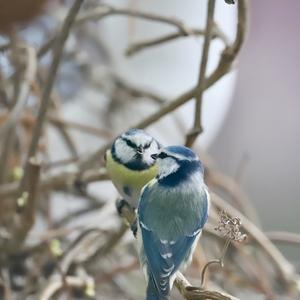 Blue Tit