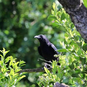 Carrion Crow