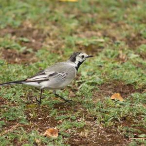 White Wagtail