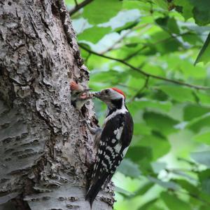 Middle Spotted Woodpecker