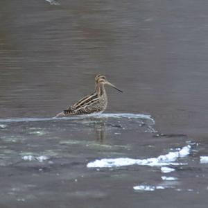 Common Snipe