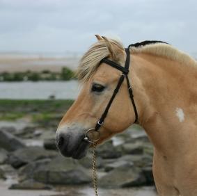 Fjord Horse