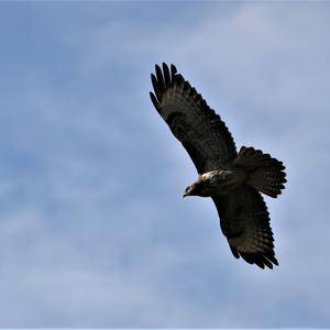 Mäusebussard