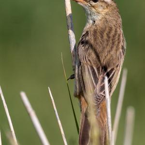 Sedge Warbler