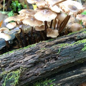 Mycena, Common