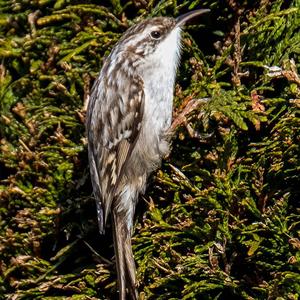 Short-toed Treecreeper