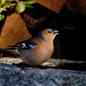 Eurasian Chaffinch