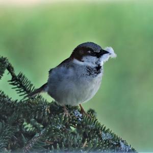 House Sparrow