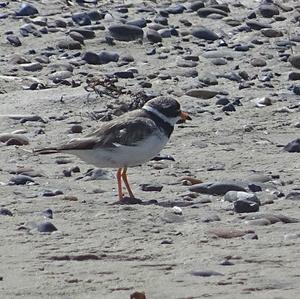 Common Ringed Plover