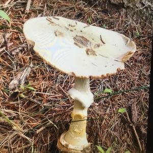 Grey-veil Amanita