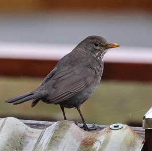 Eurasian Blackbird