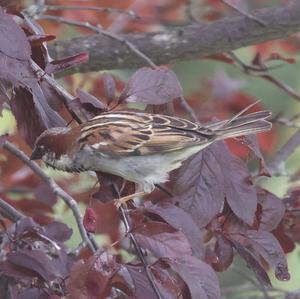 House Sparrow