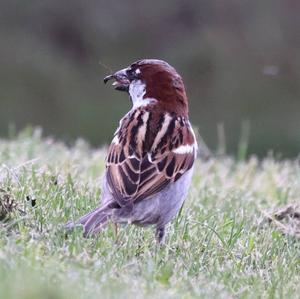 House Sparrow