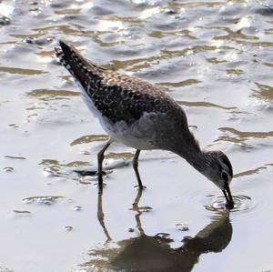 Green Sandpiper