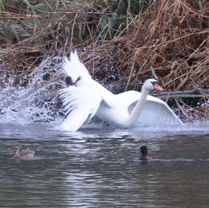 Höckerschwan