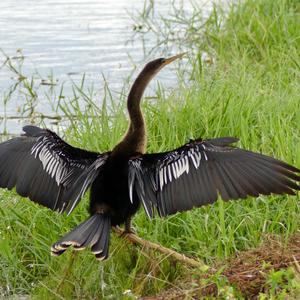 Amerikanischer Schlangenhalsvogel