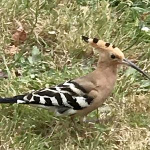 Eurasian Hoopoe