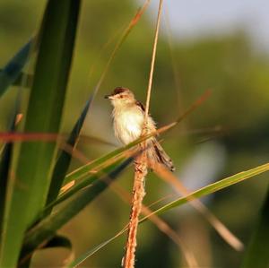 Grey-breasted Prinia