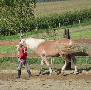 Haflinger